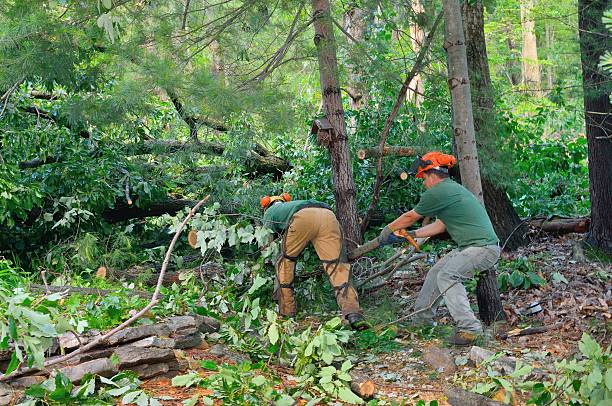 Best Commercial Tree Services  in Byng, OK